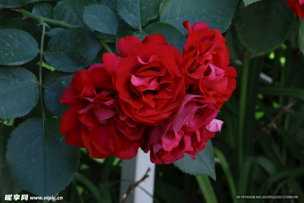 月季花 