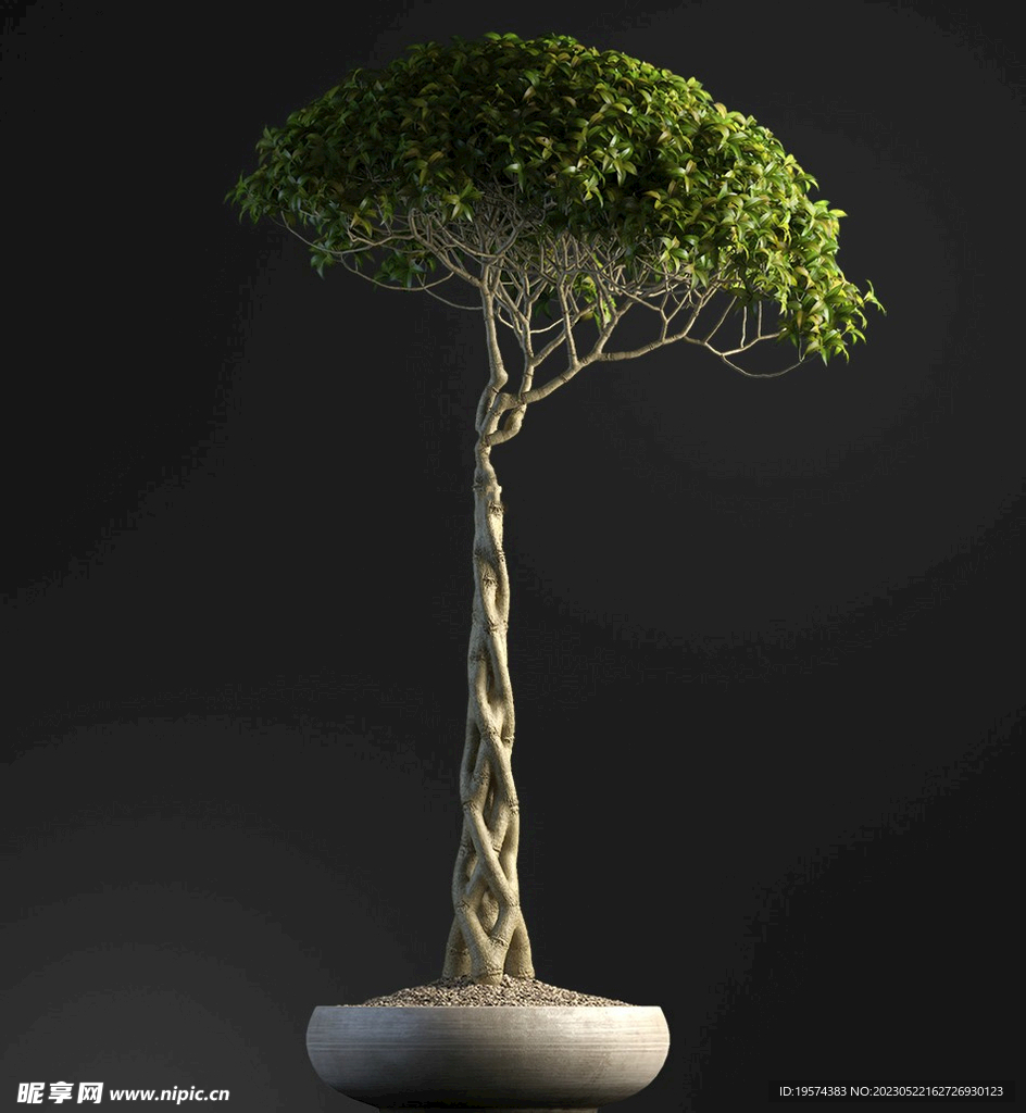  C4D模型 盆栽  
