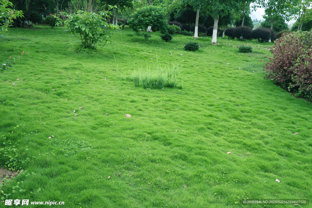公园绿草坪
