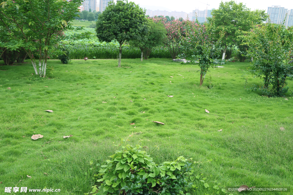 公园绿草坪