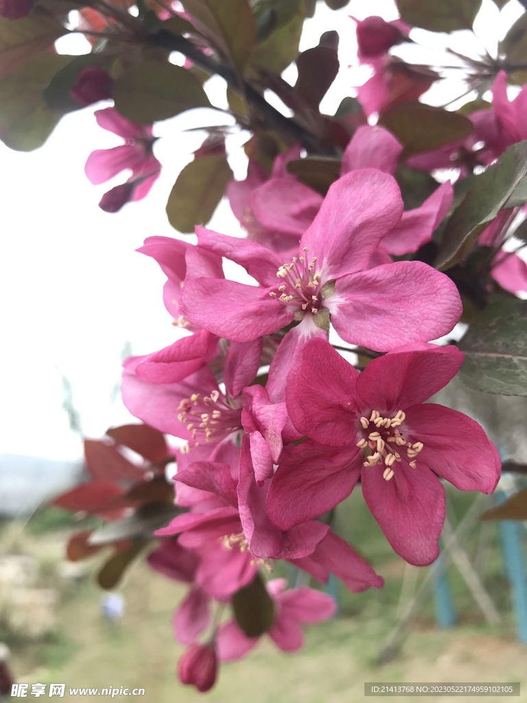 樱花花朵花卉