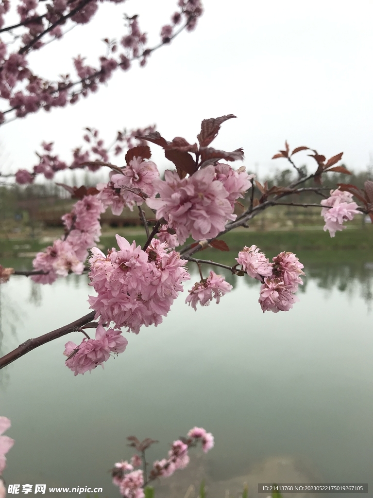 樱花花朵花卉 