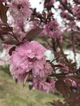 樱花花朵花卉 