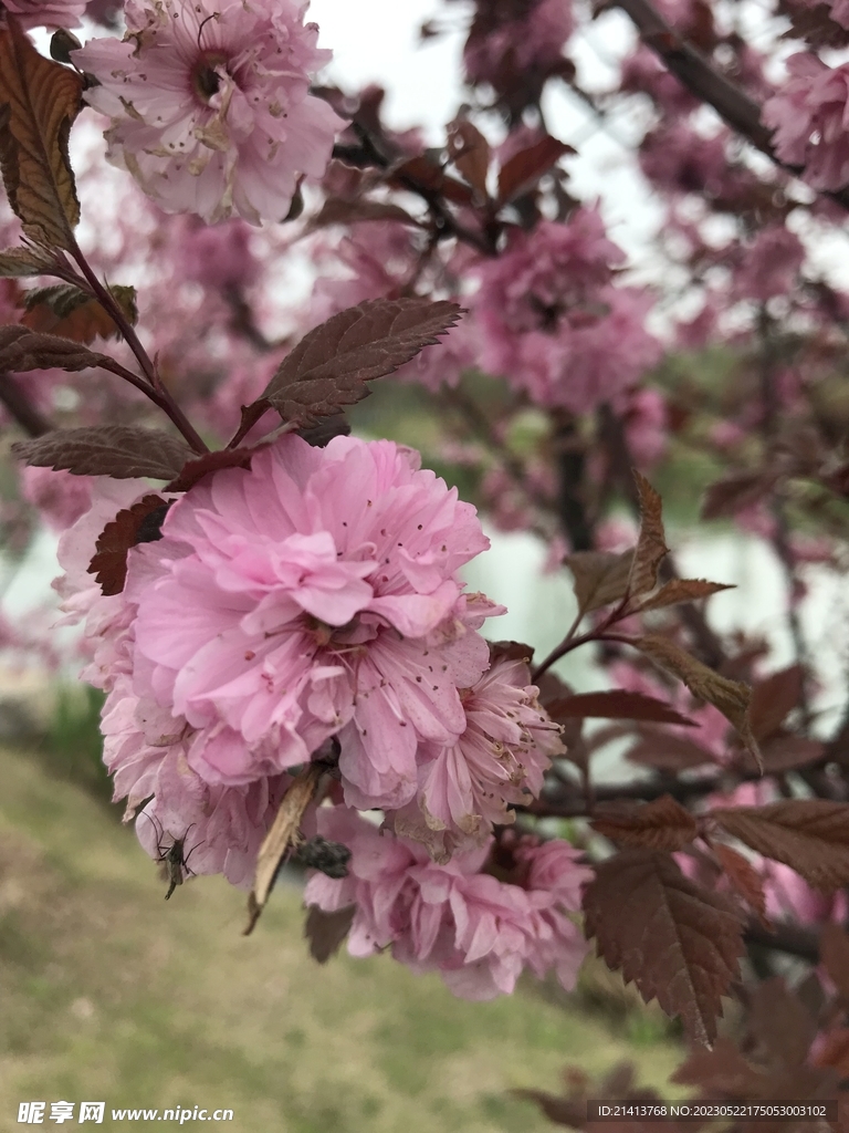 樱花花朵花卉 