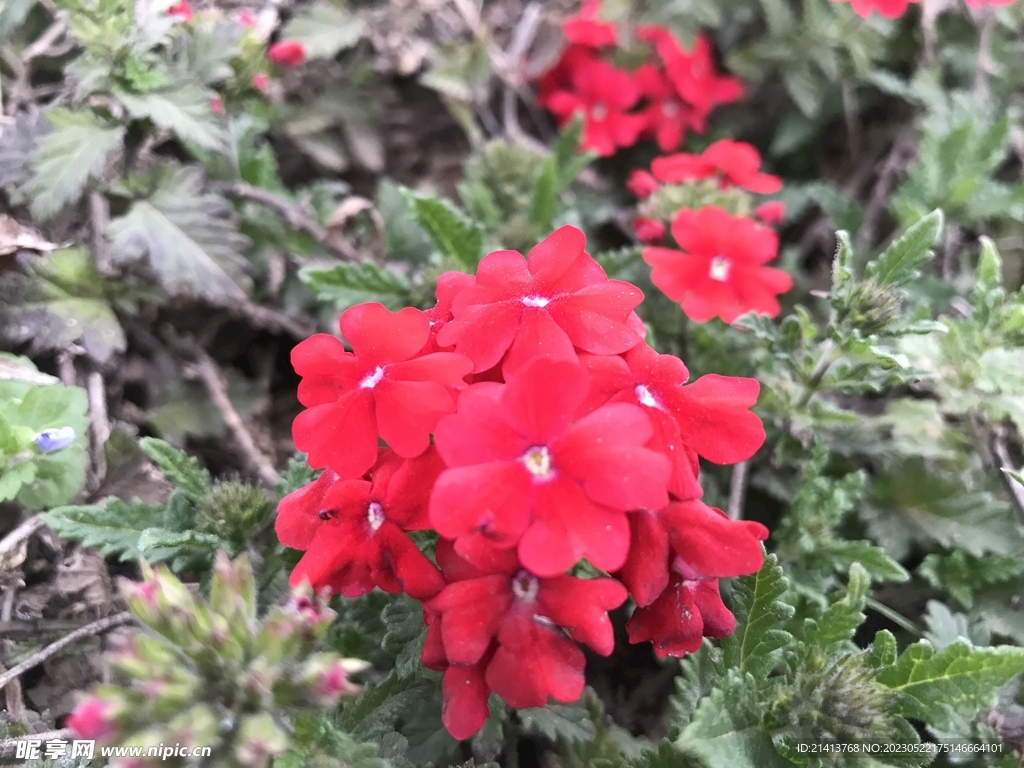 兰花草花卉 