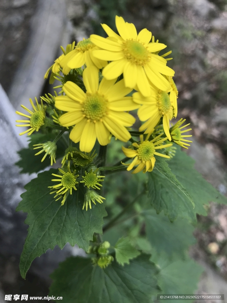 小雏菊菊花 