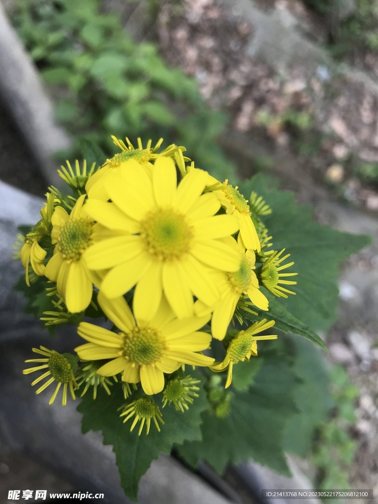 小雏菊菊花