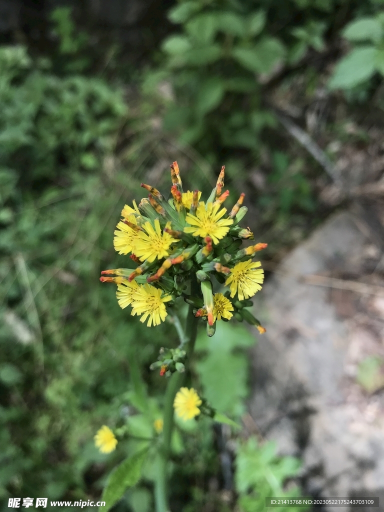 小花花朵花卉 