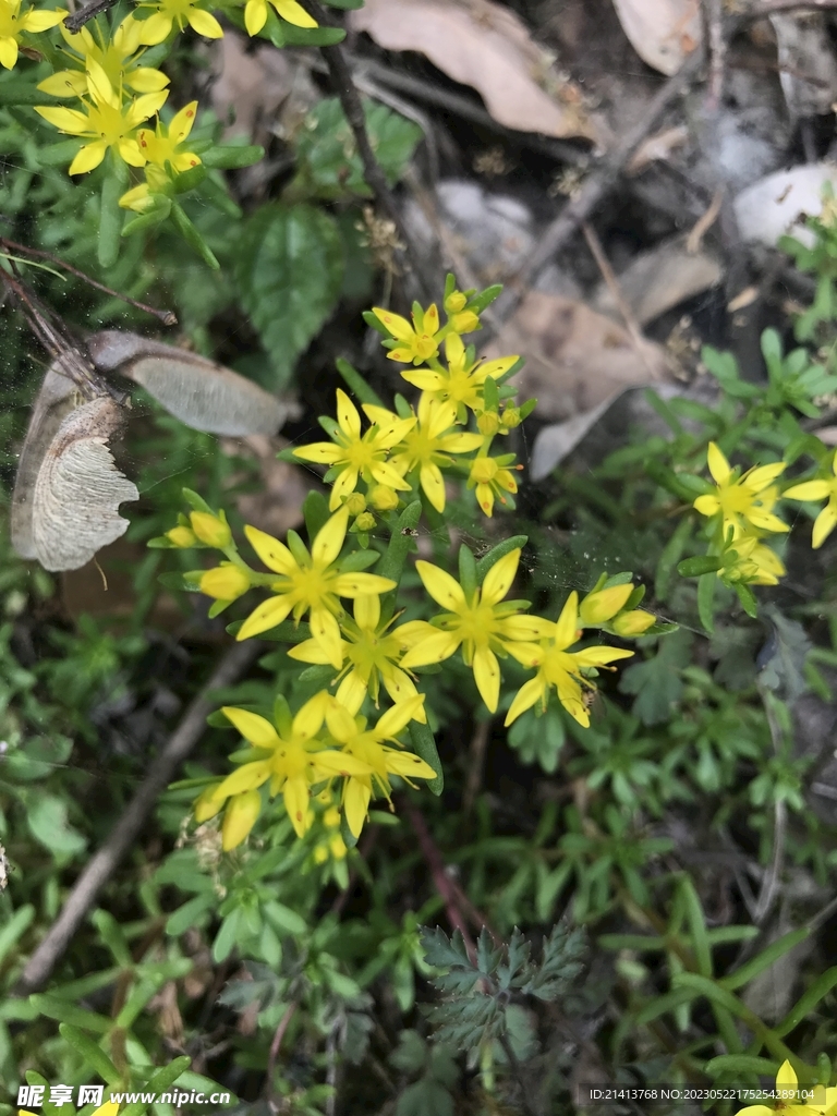 花朵迎春花 