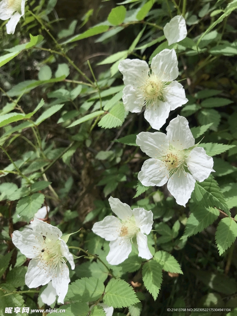 小花豌豆花