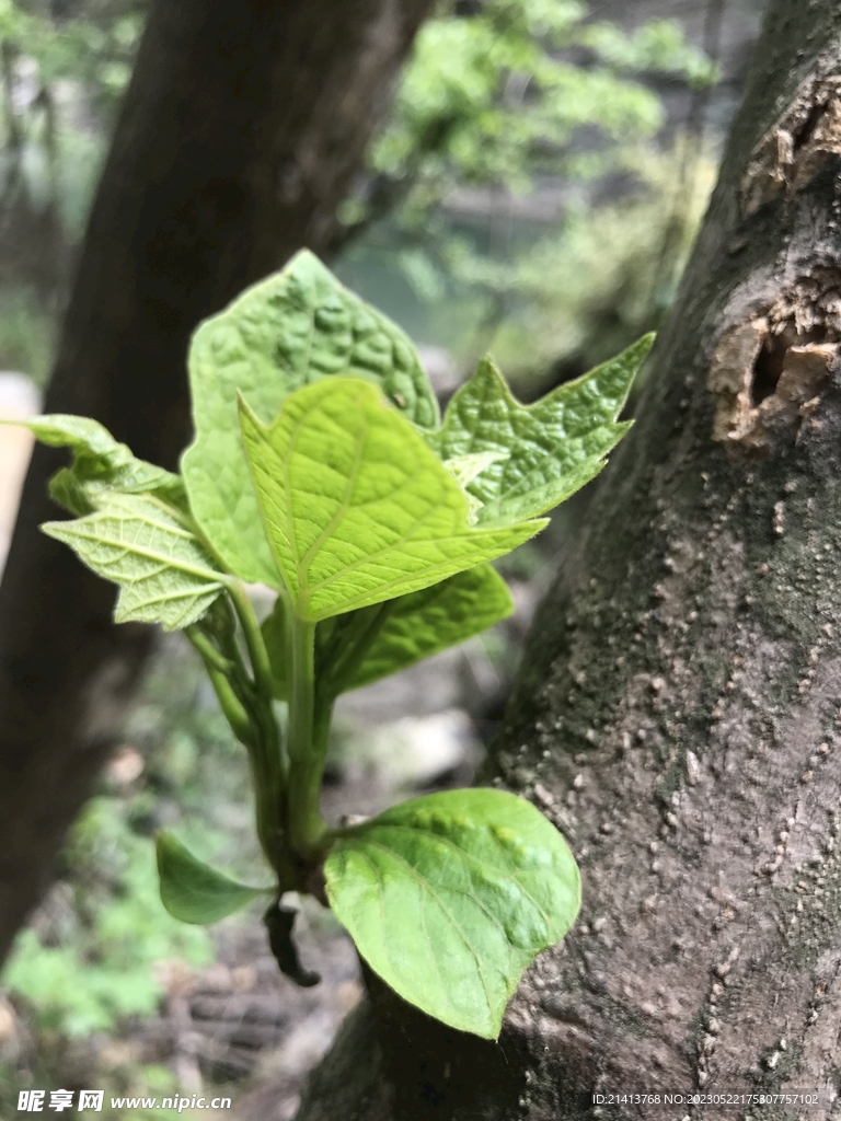 绿植绿叶植物 