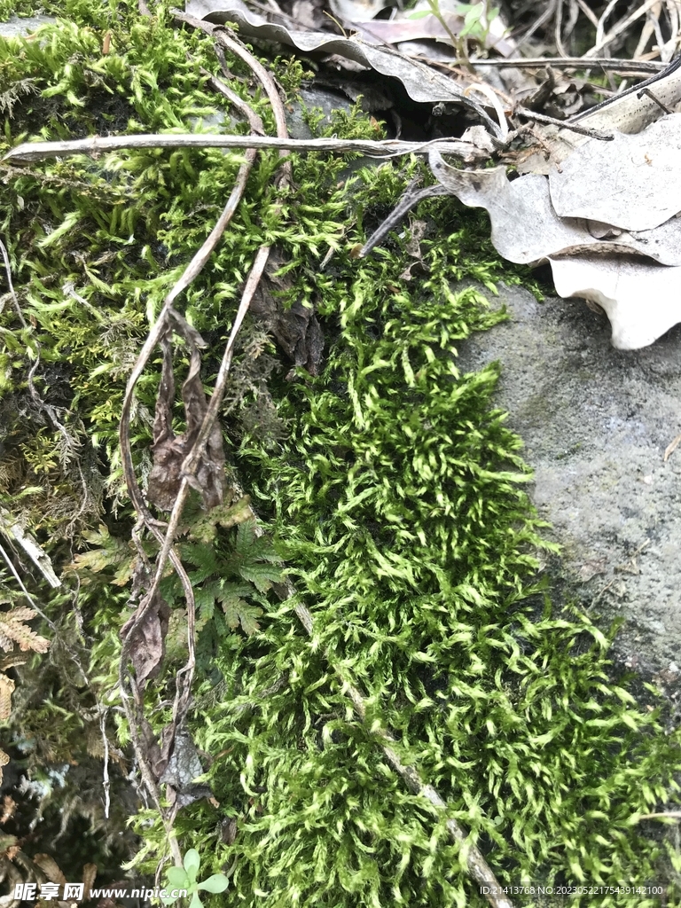 绿植绿叶植物