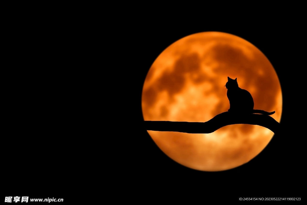 猫