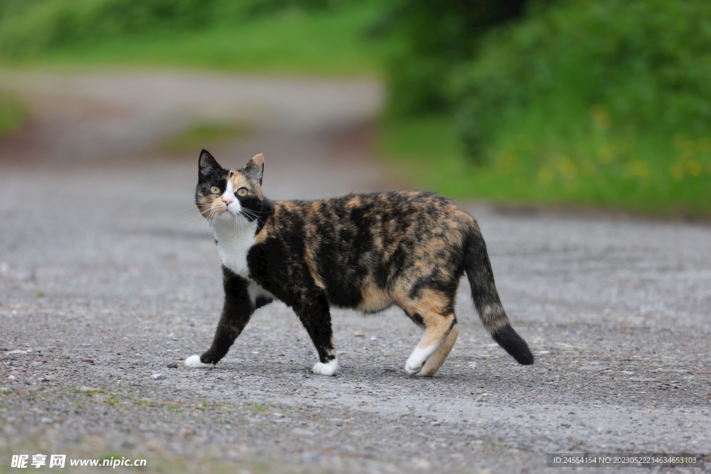 猫