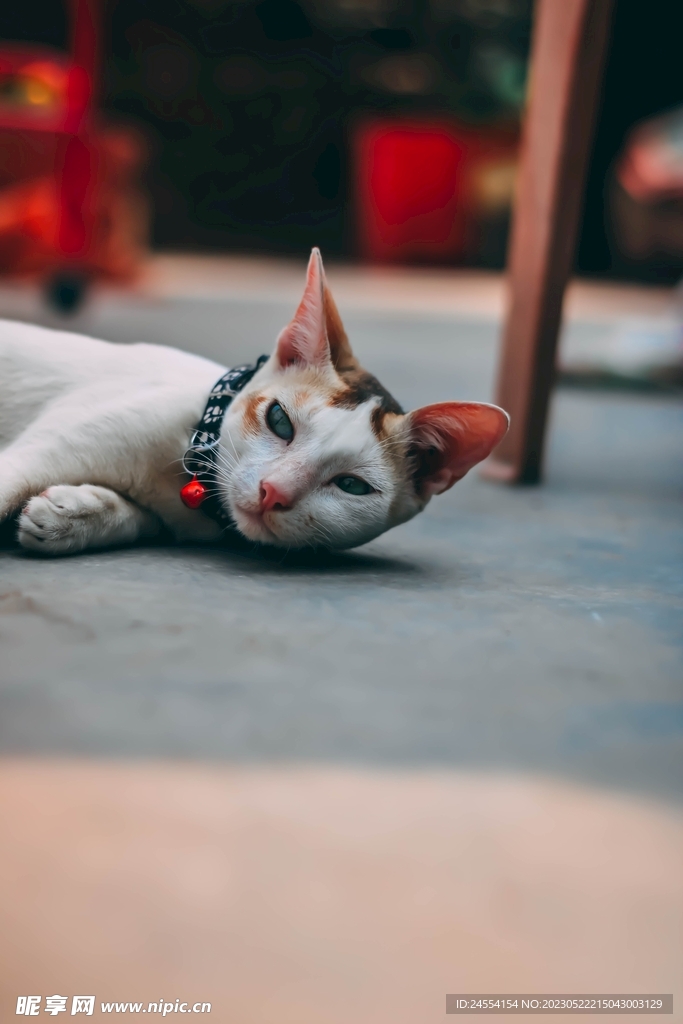猫
