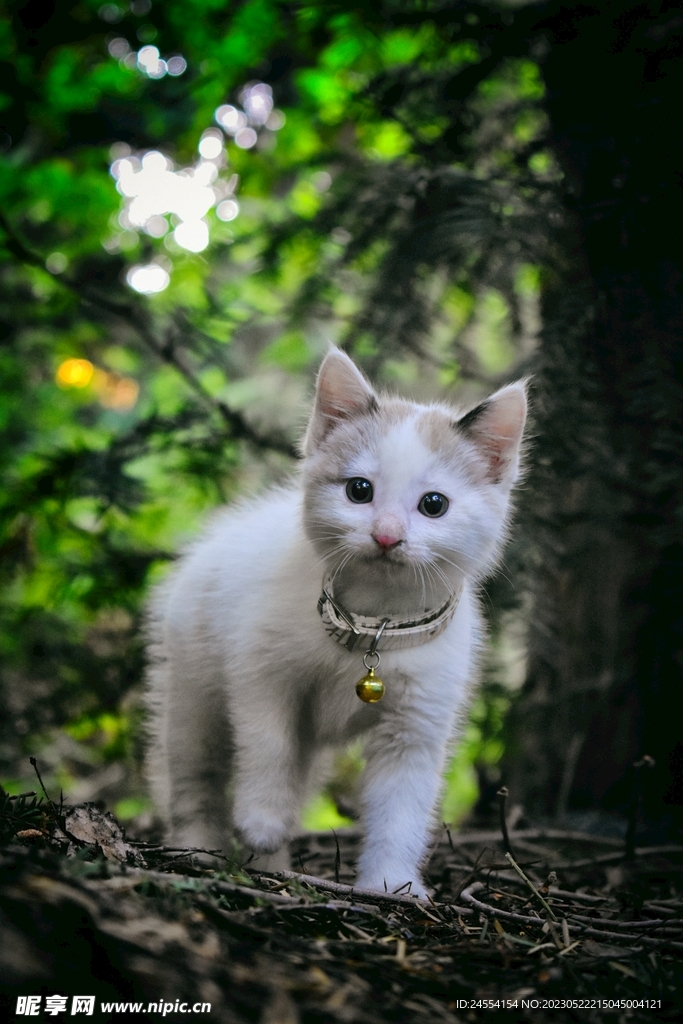 猫