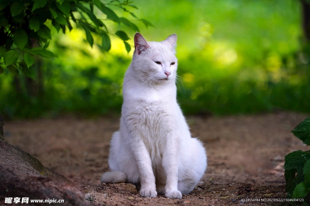 猫