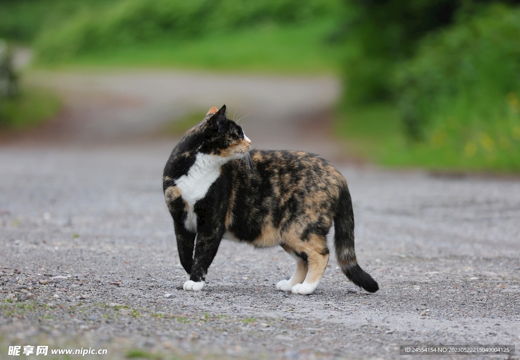 猫