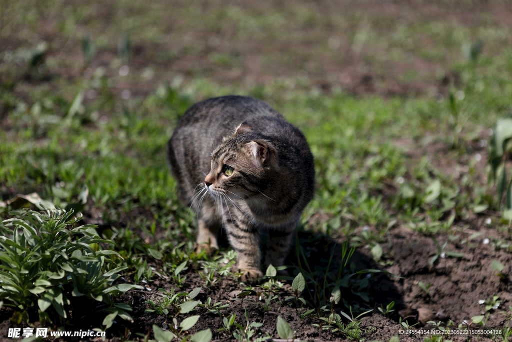猫