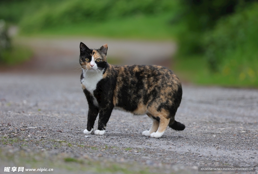 猫