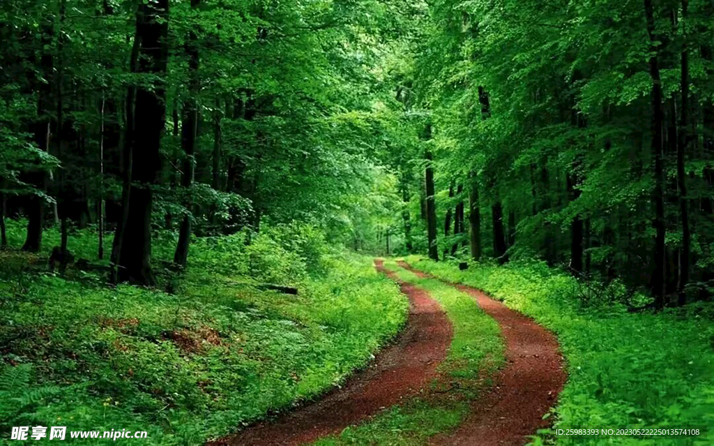 林中小路