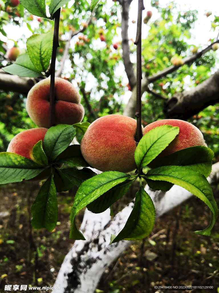 水蜜桃