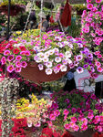 鲜花