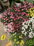 花卉