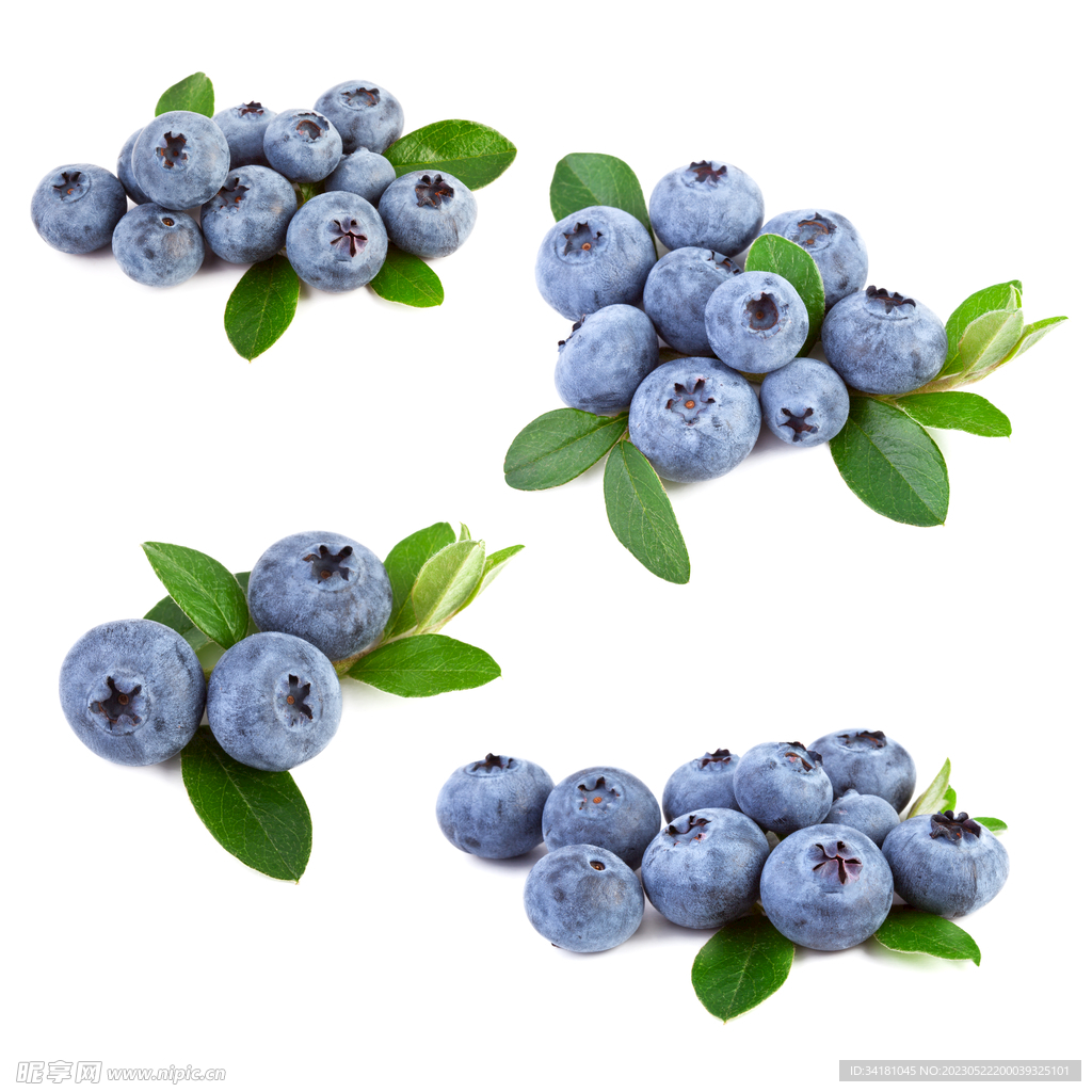 蓝莓大图