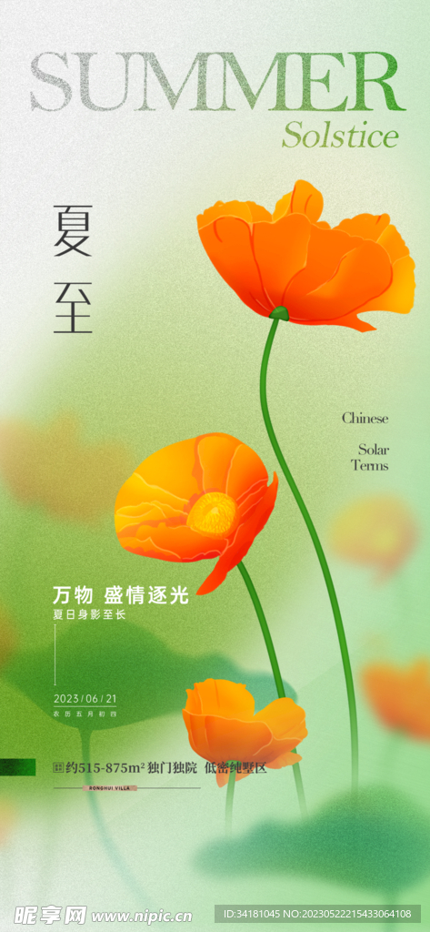 夏至海报荷花
