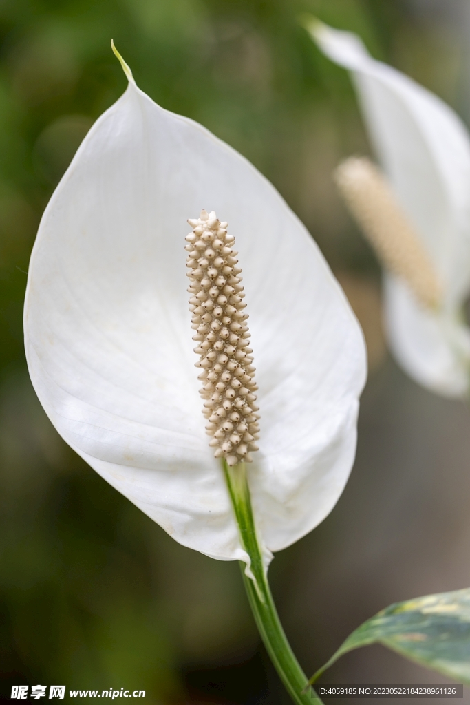 漂亮的白掌花