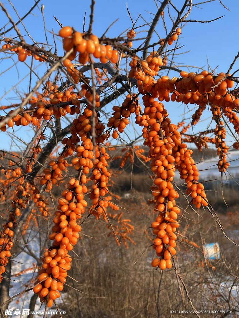 沙棘果高清图片