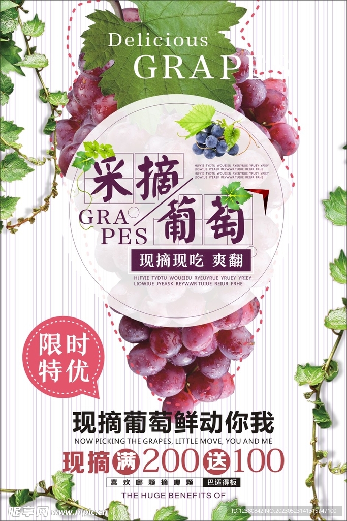 采摘葡萄