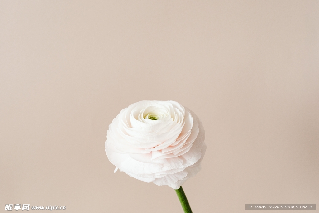 花毛菜