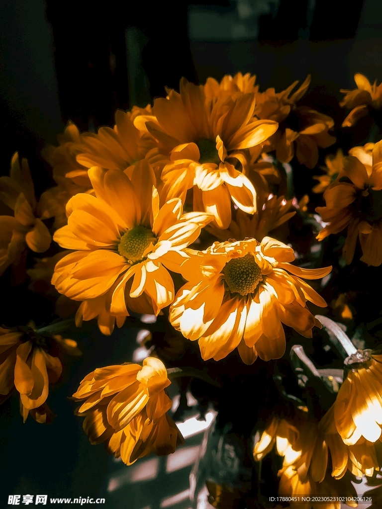 菊花