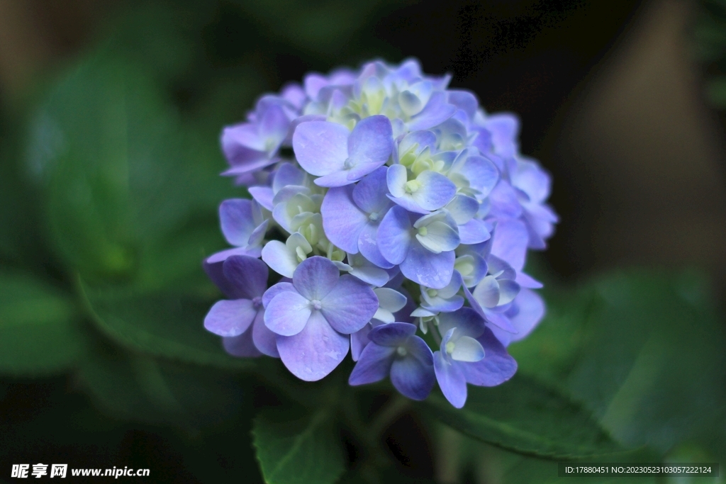 美蕊花