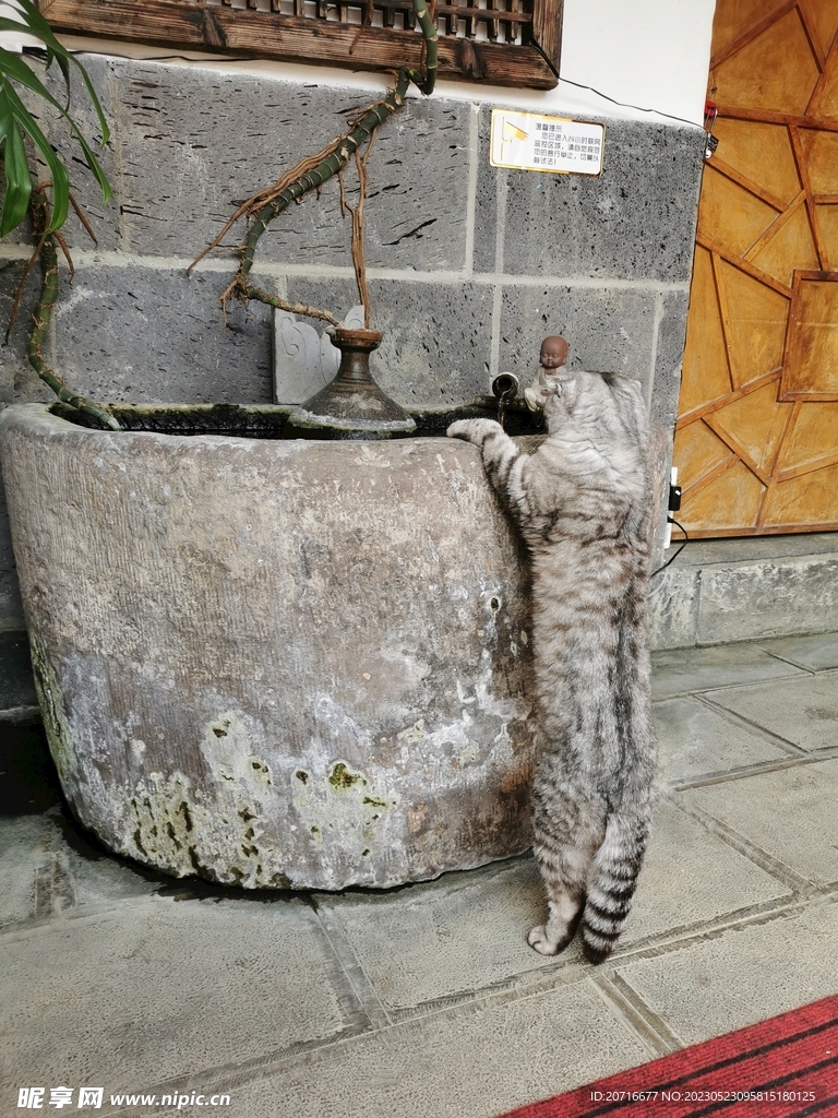 猫咪爱小鱼