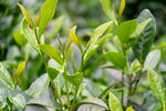 茶树嫩芽