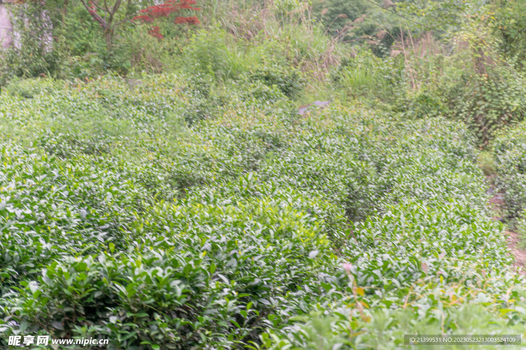 茶山