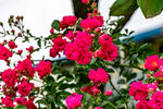 蔷薇花