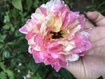 莫奈月季