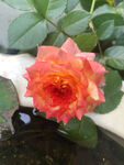 玫瑰花