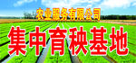 集中育秧基地图片