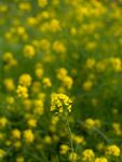 油菜花            