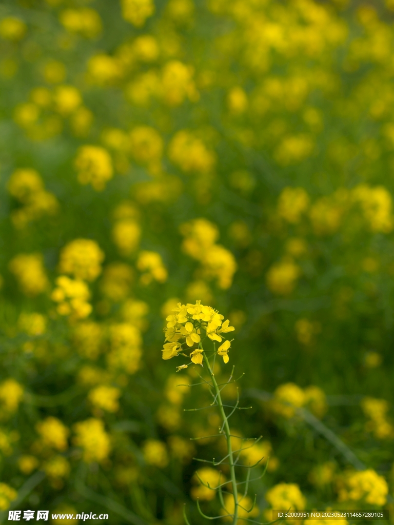 油菜花            