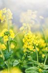 油菜花            