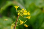 油菜花            