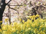 油菜花            
