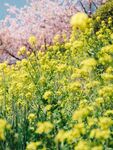 油菜花            