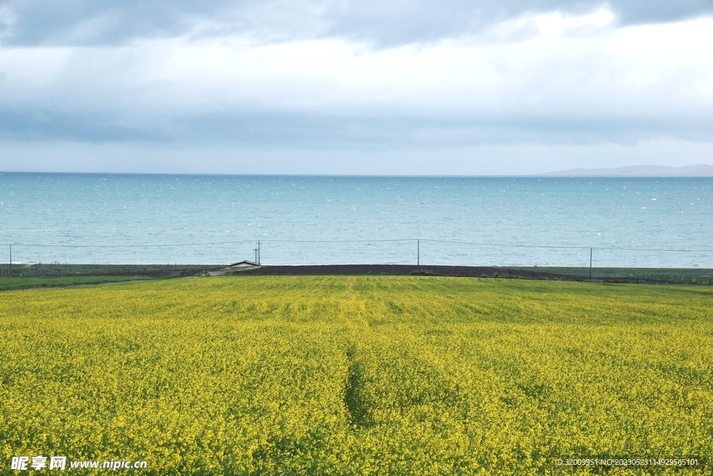 油菜花            